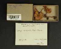 Inocybe xanthomelas image