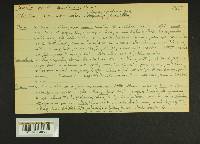 Inocybe obscura var. obscurissima image