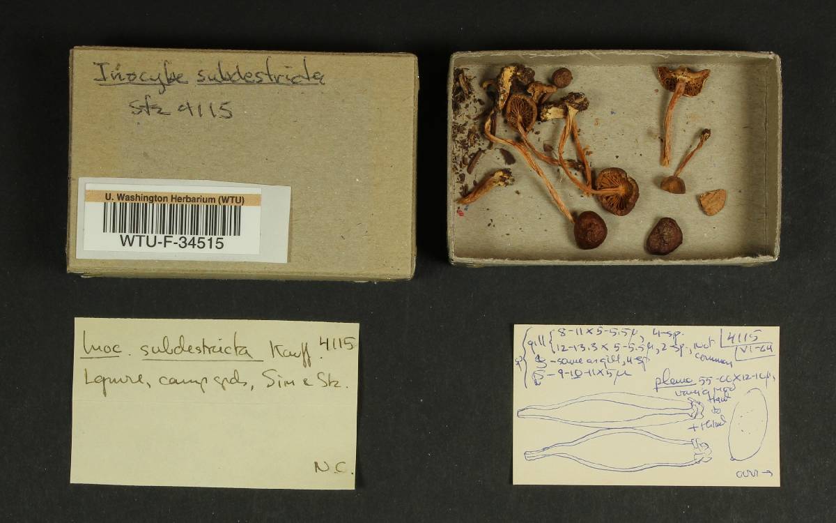 Inocybe subdestricta image