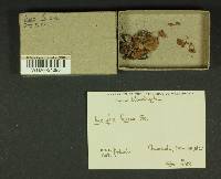 Inocybe lacera image