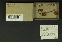 Inocybe lacera image