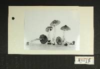Inocybe subdestricta image