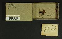 Inocybe obscura image