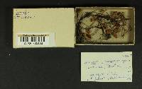Thumbnail image of current specimen
