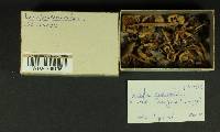 Inocybe suaveolens image