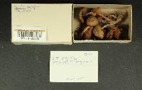Inocybe napipes image