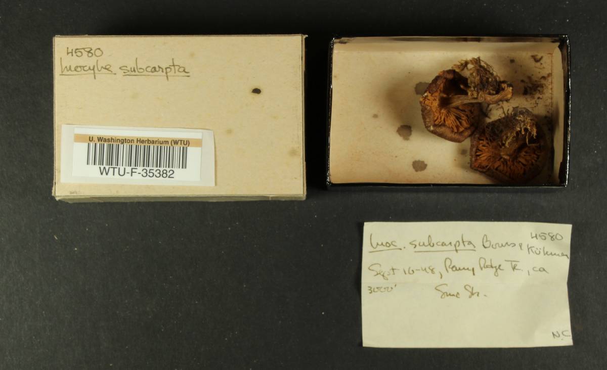 Inocybe subcarpta image