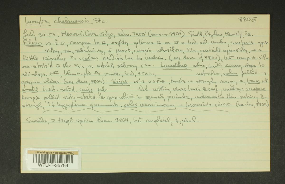 Inocybe chelanensis image