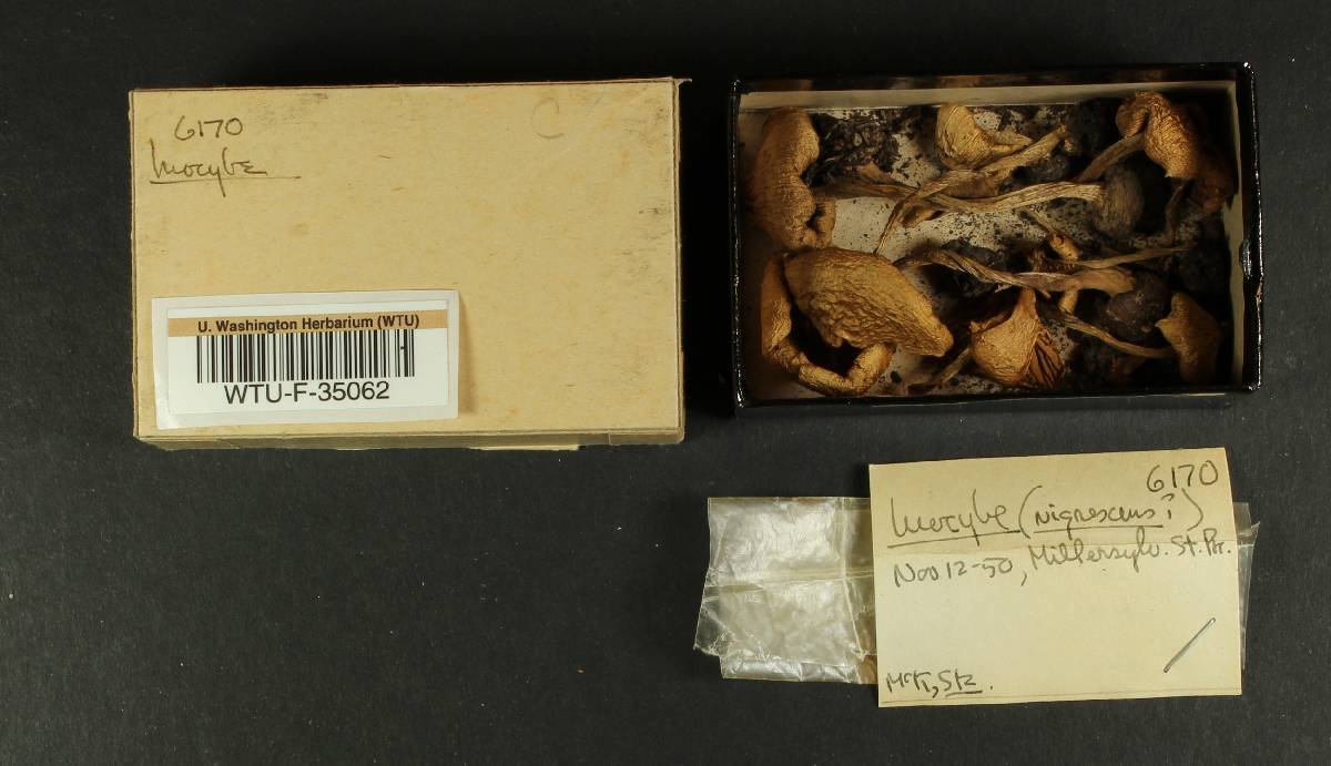 Inocybe nigrescens image