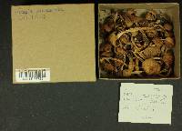 Inocybe cinnamomea image