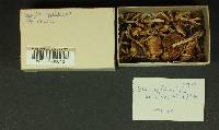 Inocybe agglutinata image