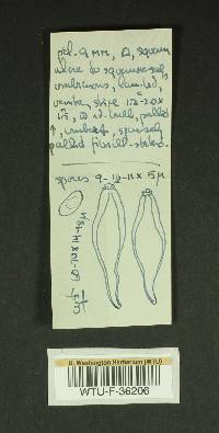Inocybe lacera image