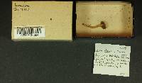 Inocybe obscura image