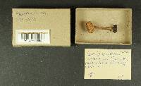 Inocybe lacera image