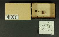 Inocybe lacera image