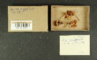Inocybe agglutinata image