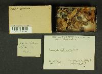Thumbnail image of current specimen