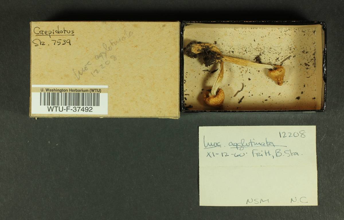 Inocybe agglutinata image