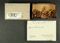 Inocybe albodisca image