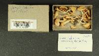 Inocybe lilacina image