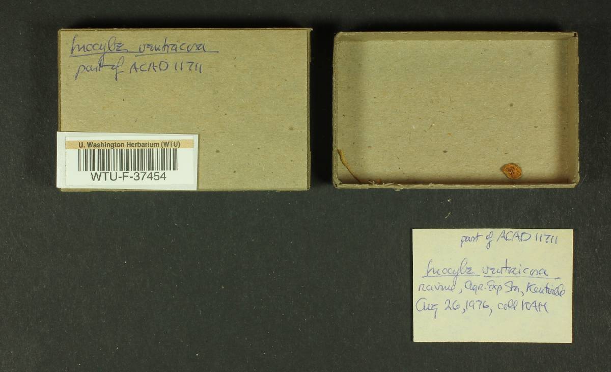 Inocybe ventricosa image