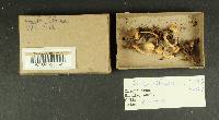 Inocybe lilacina image