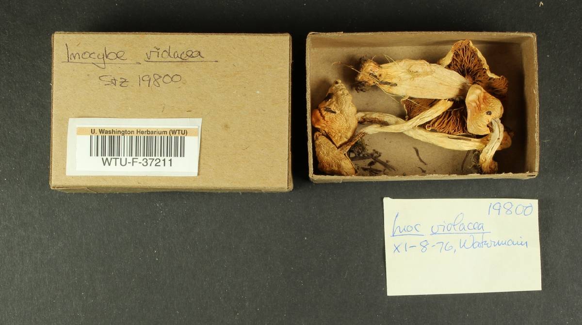 Inocybe violacea image