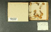 Inocybe agglutinata image