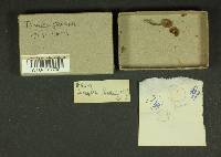 Inocybe lacera image