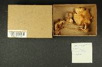 Inocybe sororia image