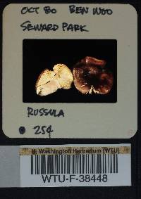 Russula mordax image