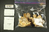 Russula cascadensis image
