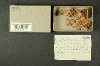 Inocybe hypophaea image