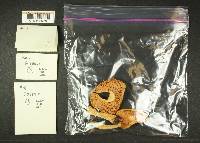 Russula montana image