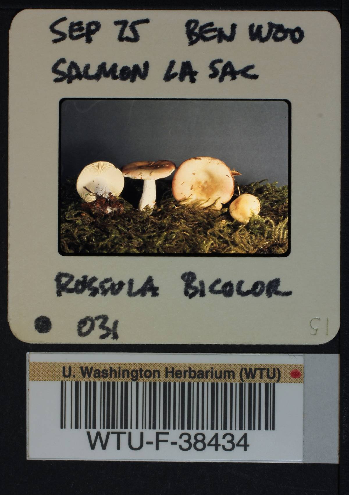 Russula bicolor image