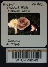 Russula queletii image