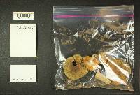 Media resource of Russula atroglauca