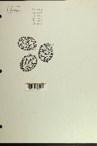Russula veternosa image