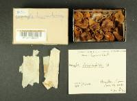 Inocybe decipientoides image