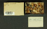 Inocybe agglutinata image