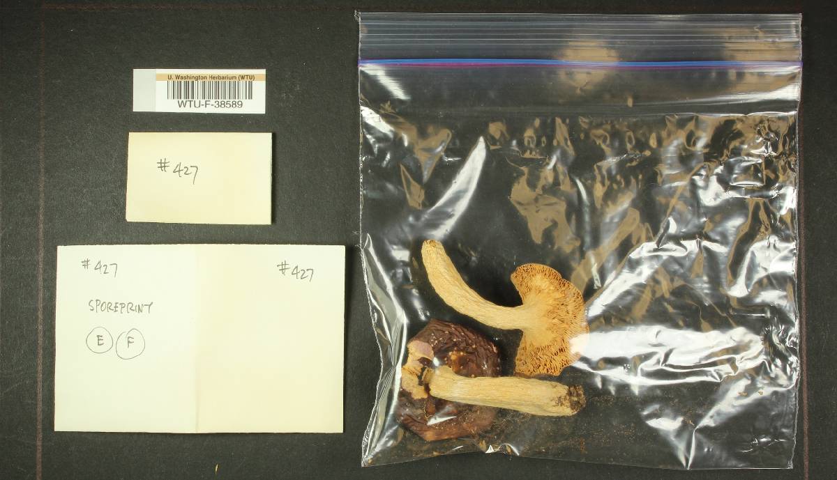 Russula sierrensis image
