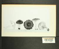 Inocybe leiocephala image