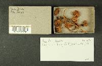 Inocybe lacera image