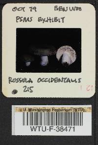 Russula occidentalis image