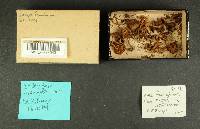 Inocybe lanuginosa image