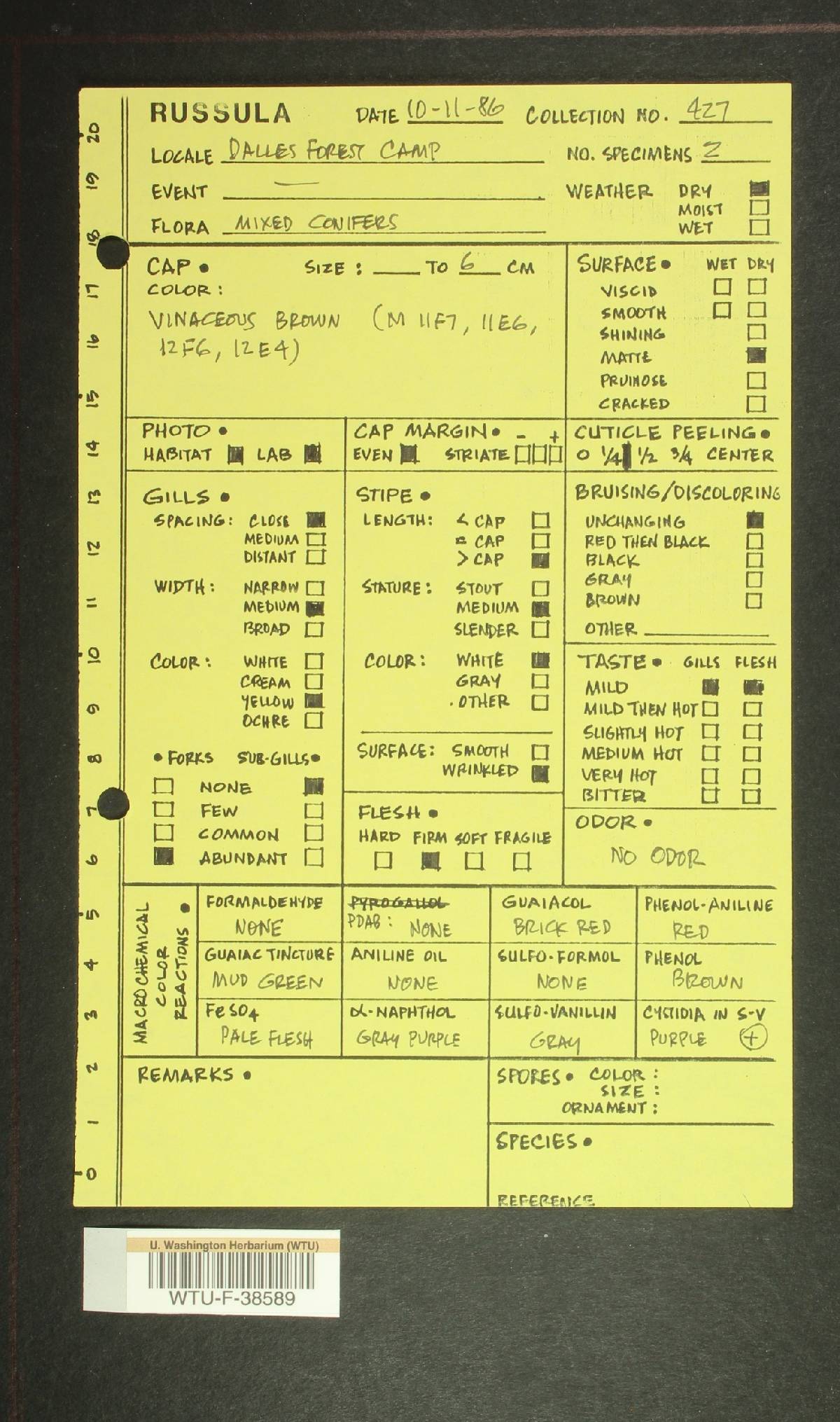Russula sierrensis image