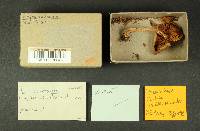 Thumbnail image of current specimen