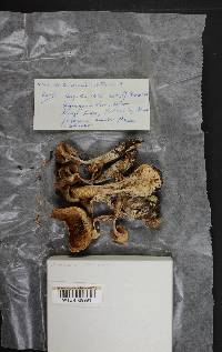Thumbnail image of current specimen