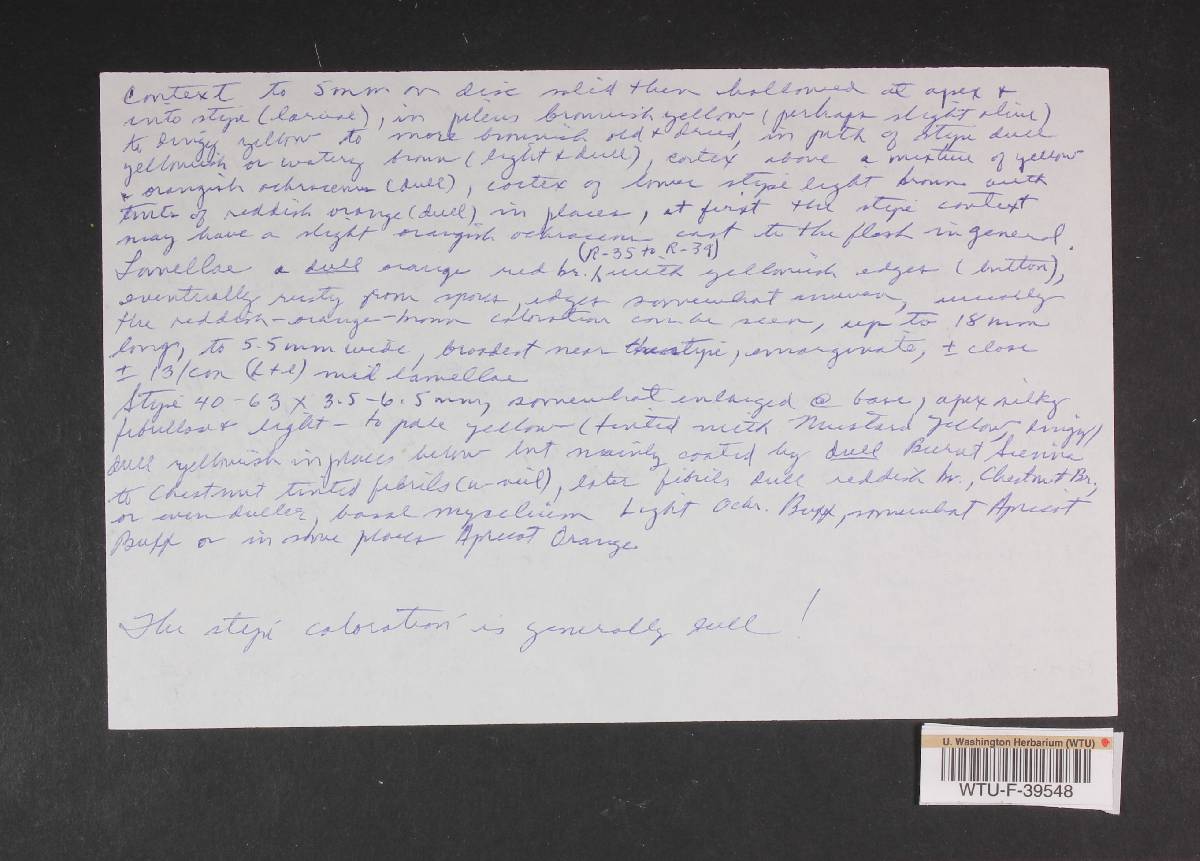 Dermocybe idahoensis image