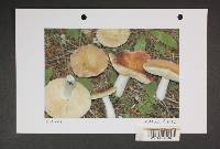 Russula mordax image